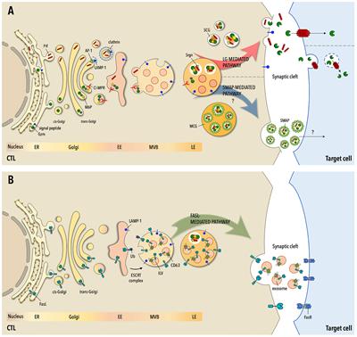 The Expanding Arsenal of Cytotoxic T Cells